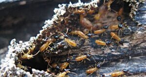 Termite Control by Dade Pest Solutions