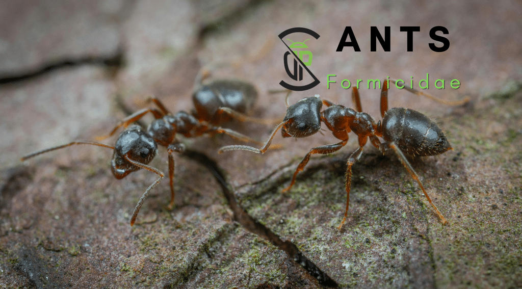 Ants of South Florida