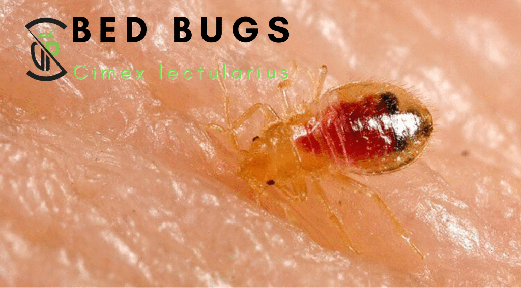 BedBugs Library