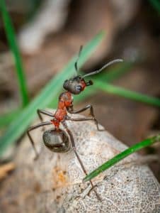 When Should You Be Worried About Carpenter Ants?