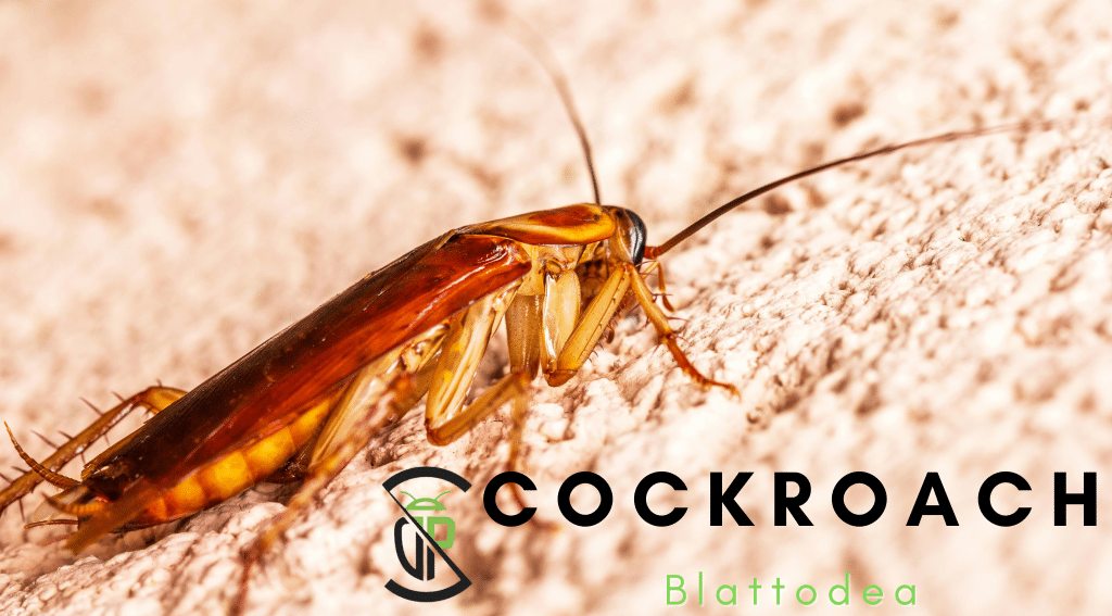 Cockroach Library