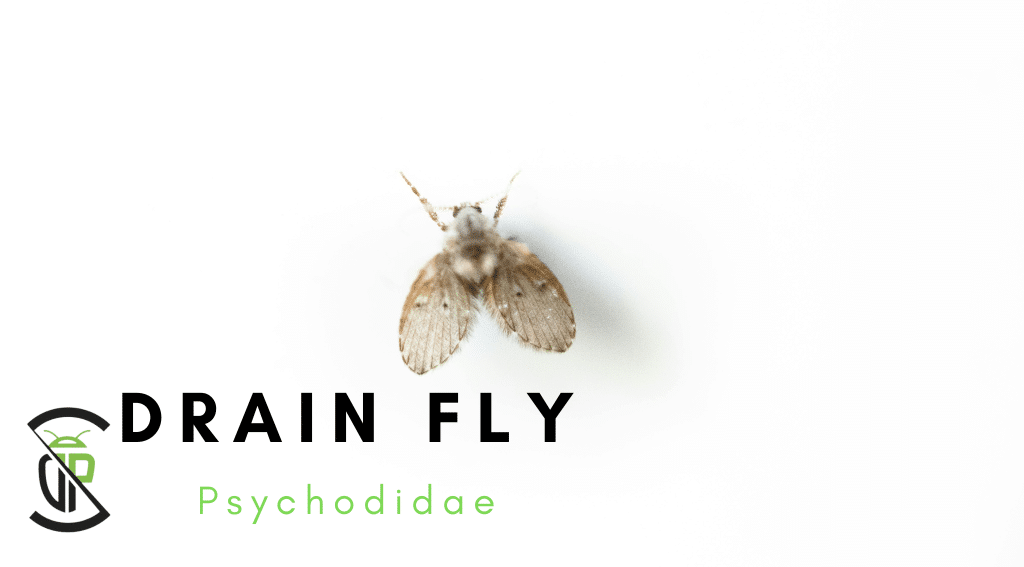 Drain Fly Library