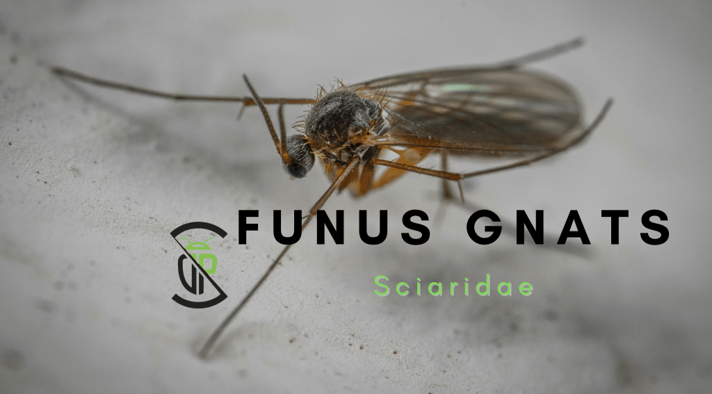 Fungus Gnats Library