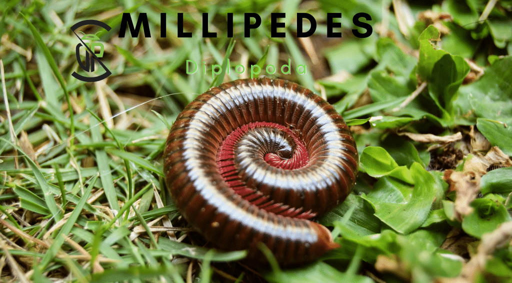 Millipedes Libray