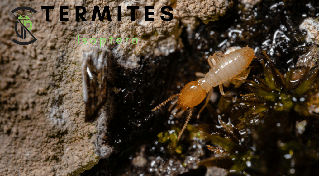 Termite Library