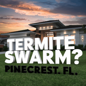Termite Swarm in Pinecrest