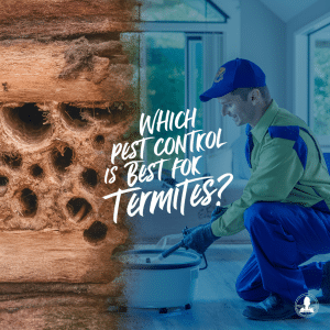 Which Pest Control is Better For Termites