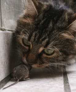 Do Cats Control Rats and Mice?