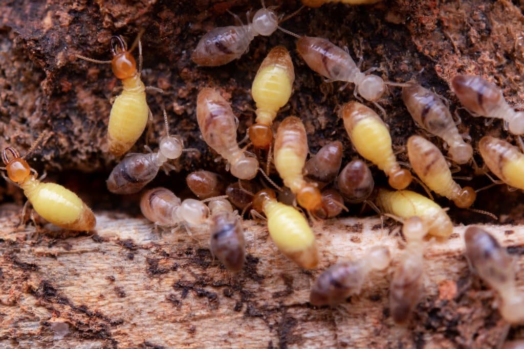 termites in wood