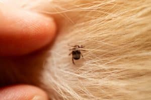 Ticks and Lyme Disease in South Florida: What You Need to Know