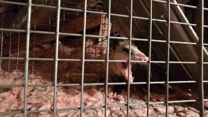 opossum in attic Homestead,fl.