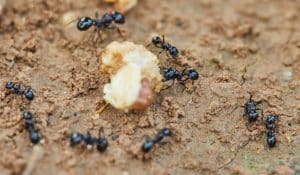 Pest Control for Ants