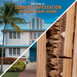 Top Signs of Termite Infestation in Your Miami Home